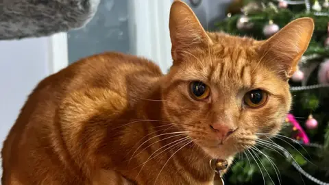 Laura Whybrow A ginger cat rests on a cat tree perch in front of a Christmas tree. The cat has a collar on with a small ball and tag attached to it. 