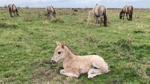 A foal lay in a field with other horses behind it