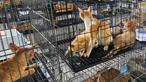 Dozens of cats in cages seized by police in Ho Chi Minh City in Viet Nam cat meat trade bust