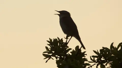A zoomed in photograph of a bird's silhoutte at dawn, the leaves are still dark while the sky is starting to turn yellow