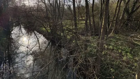 On the left is a river, somewhat overgrown with branches and twigs stretched across it. To the right is a woodland area with a green carpet of grassy undergrowth.
