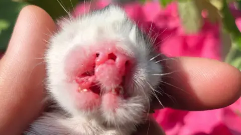 Shelley Jones A new born kitten that has a rare congenital disorder, leading it to have two noses and two mouths. 