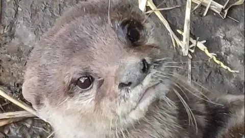 Exotic Pet Refuge A close up of one of Exotic Pet Rescue's otters. it has large black eyes and a black nose. Its fur is light brown, turning white around the cheeks and mouth area. 