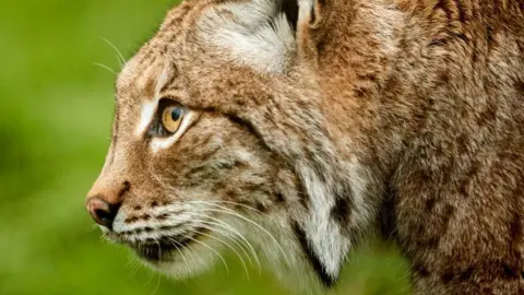 Getty Images Lynx