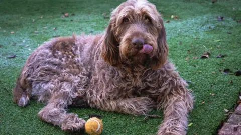 A shaggy brown Italian Spinone dog sits on artificial grass besides his orange tennis ball, licking his lips