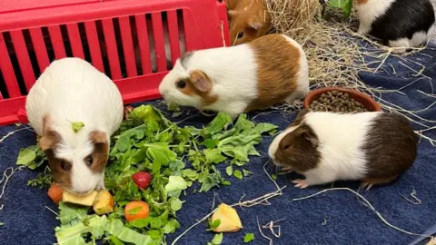 Phil Harrison/BBC Three guinea pigs on a navy towel. They are a combination of brown, white and ginger. They are eating green spinach.