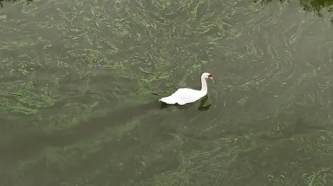 PA Media An aerial shot of a swan swimming on a body of water which is green due to the presence of algae