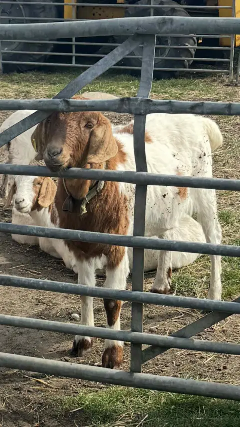 Emma Johnson A goat with a brown face and neck and white body with brown spots poking its head through a gate with its chin resting on the bar. Another goat can be seen peeking in the background.