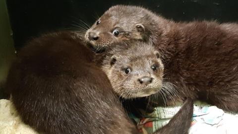 A pair of otters