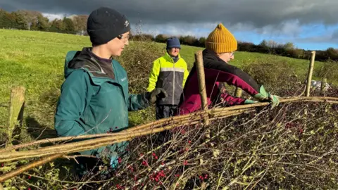 A group of people are seen laying a hedgerow at the edge of a field. It comprises long branches interwoven with smaller twigs. The three people are wearing hats and coats and gardening gloves.