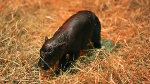 Edinburgh Zoo Endangered pygmy hippo Haggis walking around straw while in her enclosure at Edinburgh Zoo