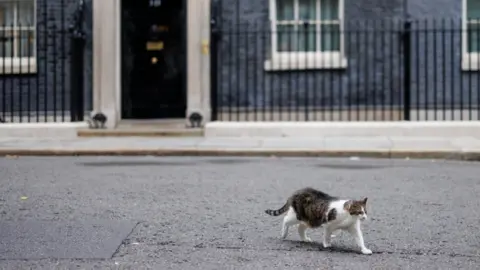 TOLGA AKMEN/EPA-EFE/REX/Shutterstock Larry the cat