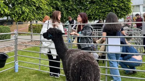 Two women are standing next to metal enclosure with an alpaca inside. They are talking and laughing next to the enclosure. 