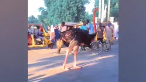 Iliya Sani Ostrich on streets of Maiduguri in northern Nigeria