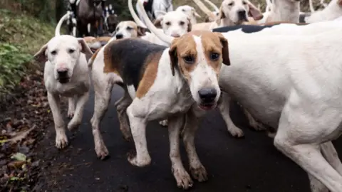 PA Media A pack of gun-dogs running towards the camera along a paved road, flanked by green verges.