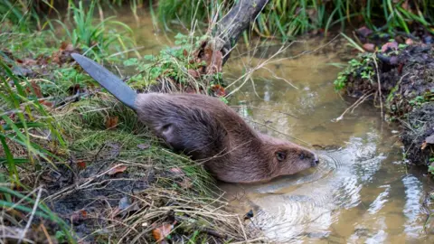 Sam Rose A beaver lowering itself into a stream from a grassy bank. Its flat black tail is pointing in the air as its nose touches the water.