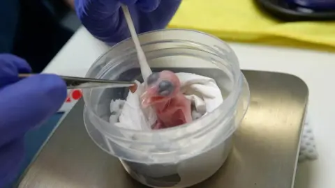 Sihek chick being fed