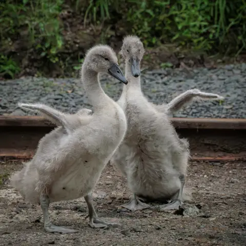 David McCann Two grey cygnets with their wings out.