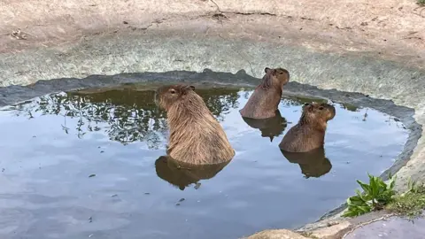 हू प्राणीसंग्रहालय आणि डायनासोर वर्ल्ड दोन बाळ कॅपीबारा आणि एक प्रौढ कॅपीबारा एका तलावात, उतार असलेल्या खडकाने वेढलेला