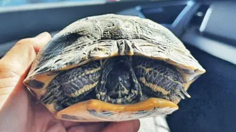 Nottinghamshire Police Tortoise being held
