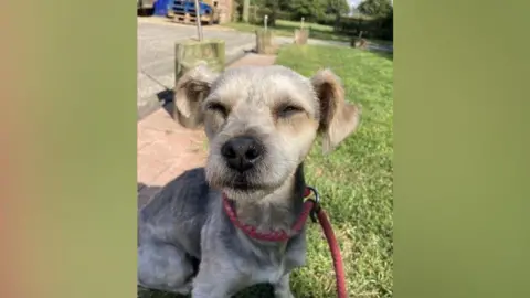 A close-up of the Yorkshire Terrier Cross looking content with its eyes closed wearing a red lead sitting on grass 