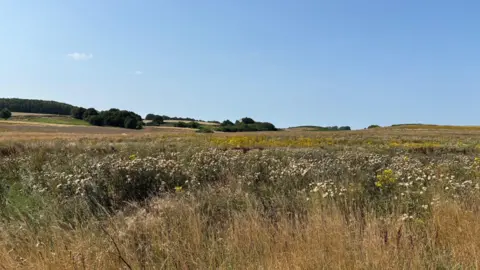 A wide view of an open countryside with tall grass and wildflowers stretching across a field. The area is bordered by low hills and patches of trees are also visible under a clear blue sky.