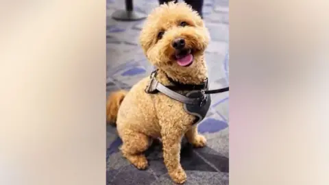 Las Vegas Metropolitan Police Department A golden doodle/mini poodle is sitting upright on the floor, wearing a grey leash. They have light brown hair and are sitting on a carpeted floor. 