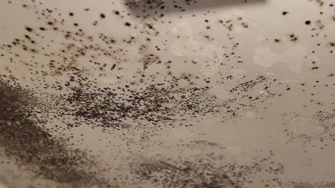 Andrew Boff Picture of mould on ceiling