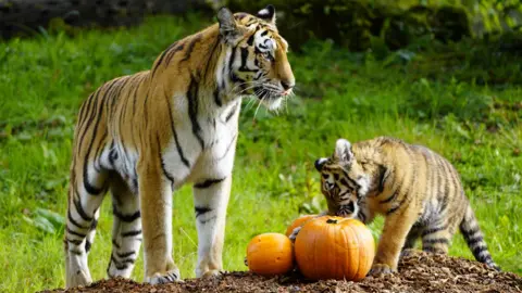 Longleat An adult tiger stands to the left beside a trio of pumpkins as a cub sniffs one and paws it