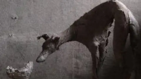 Visual Arts Centre A black and white photo of a greyhound-type dog sniffing something