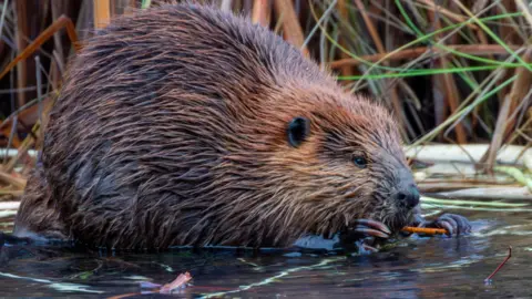 A beaver in water 
