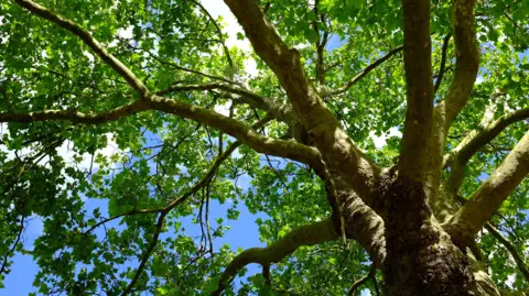 Plane tree