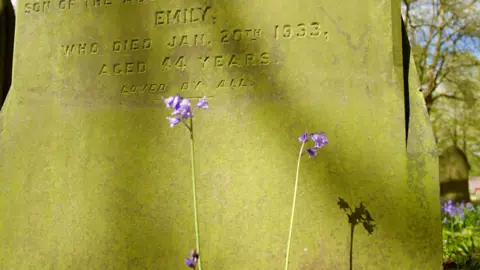 Two bluebells next to a memorial stone for a woman called Emily who died in 1933 aged 44