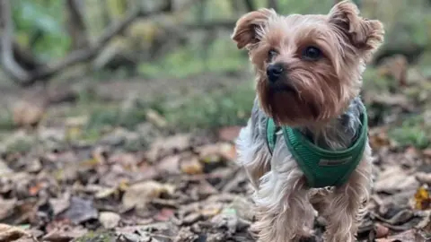 Emma Edwards A small brown fluffy dog is standing in a field with fallen leaves surrounding it. The dog has a green harness around its chest. 