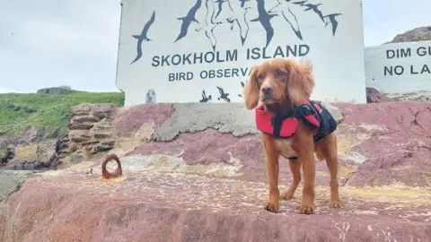 Giselle Eagle A spaniel named Jinx in a red vest standing on red rocks in front of a sign which says Skokholm Island