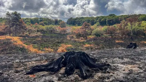 Forestry England A blackened tree stump on ashy ground is in front of undamaged open ground and woodland.