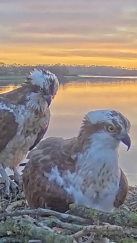 Two ospreys sitting in a nest at sunset