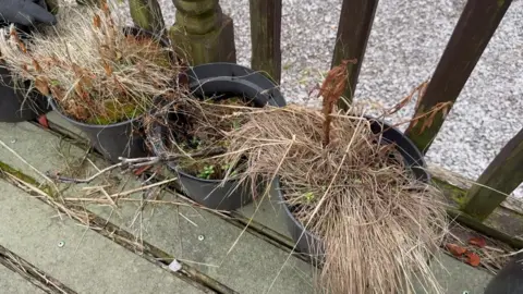Three dead plants in black plant pots are lined up against a fence