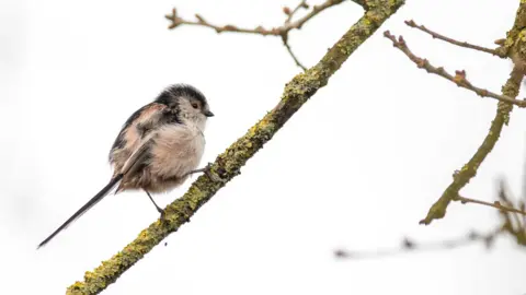 The fluffy feathered pink, black, and white bird clings to a bare branch.