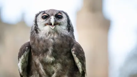 Warwick Castle/PA Wire Ernie the owl
