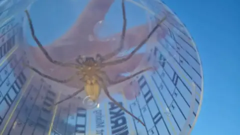 A huntsman spider. A large brown spider with eight legs trapped under a container.