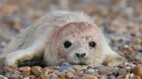 National Trust A grey seal pup sits on a shingle beach. It has some residual blood on its head following birth.