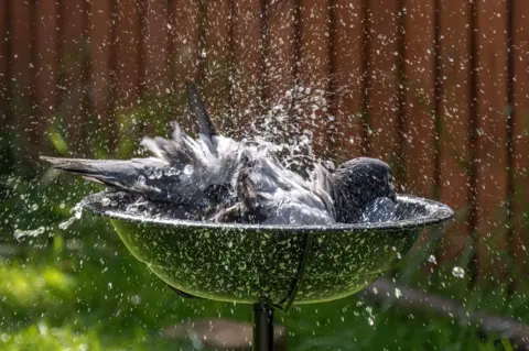 Mark Paterson A pigeon splashes about in a bird bath with a fence and grass in the background