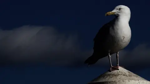 A herring gull standing on a concrete post with its head turned to the left, looking into the distance with a dark blue sky and a cloud behind it. 