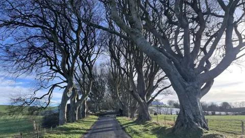 A tunnel of beech trees form a ceiling over a rural road surrounded by green fields. The trees are bare and the road is a narrow one-vehicle lane. 