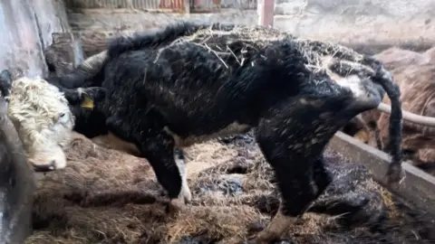 Very thin black and white cow in a barn with a lot of muck present