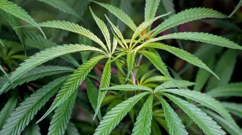 Generic cannabis plant