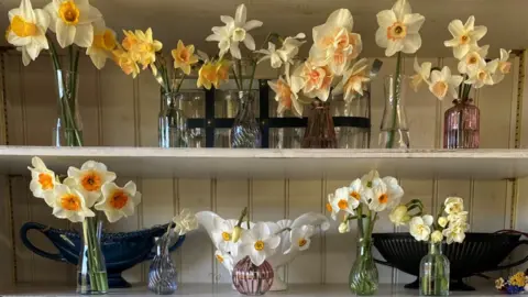 Rozanne Delamore A collection of vases on two white wooden shelves containing pale cream and yellow daffodils