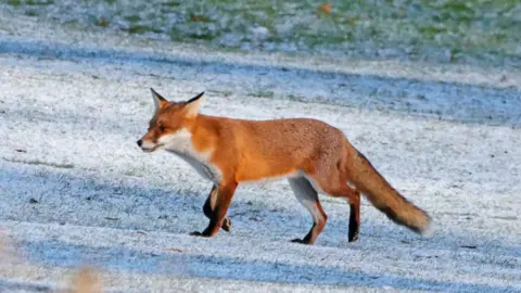 Peterborough Walks A goldish-brown fox walking on white snow-covered fields.