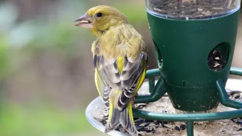 Getty Images A Greenfinch perched on a bird feeder looking away from the feeder with its beak open.